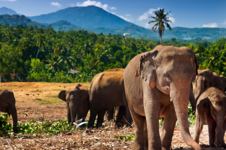 Giverny and Versailles Small Group Day Trip